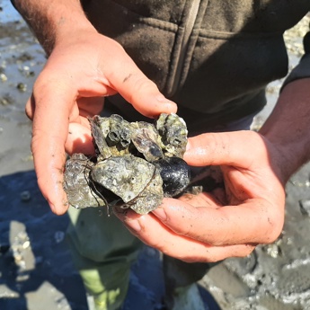Olympia Oyster Restoration
